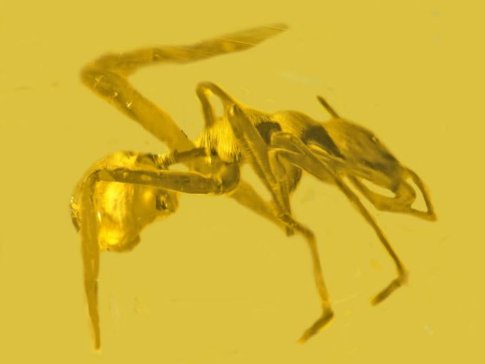 Resin Ant Mimic Spider, Myrmarachne colombiana